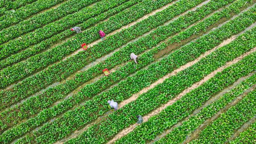 中国农科院加快选育良种与生物农药技术研发，支撑种业振兴