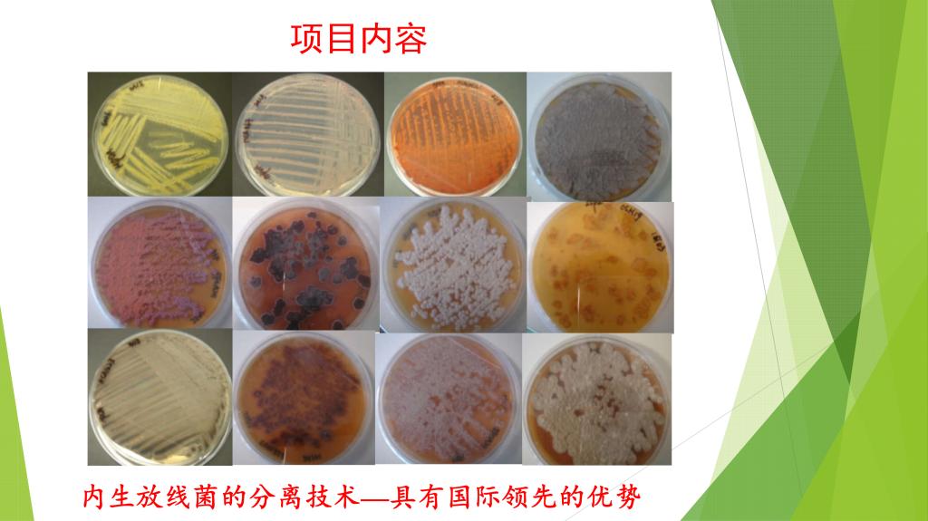 新型生物农药——超高活性植物内生放线菌的开发应用 十年等来的绿色革命