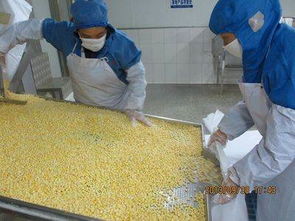 山东阳光农业 新季速冻甜玉米粒，出口品质与生物农药技术双擎驱动